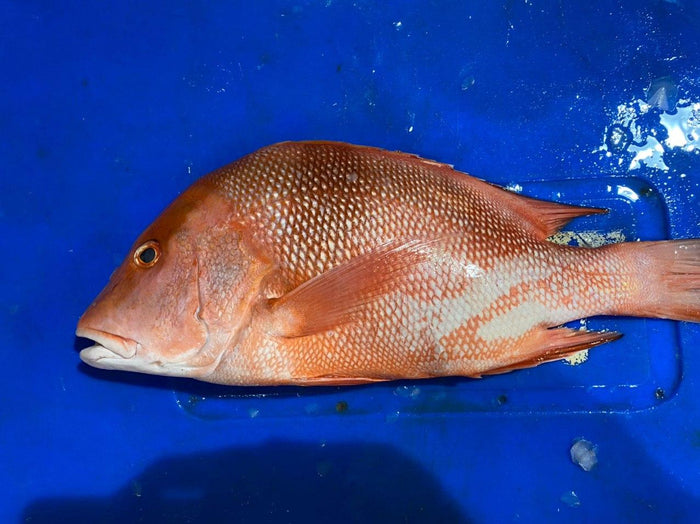 Whole emperor red snapper at Ding Xin Seafood