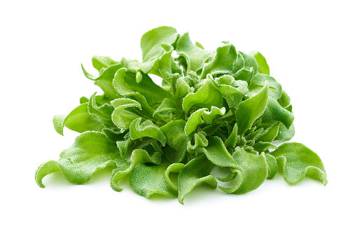 Malaysian Ice Plant (80G) 冰菜