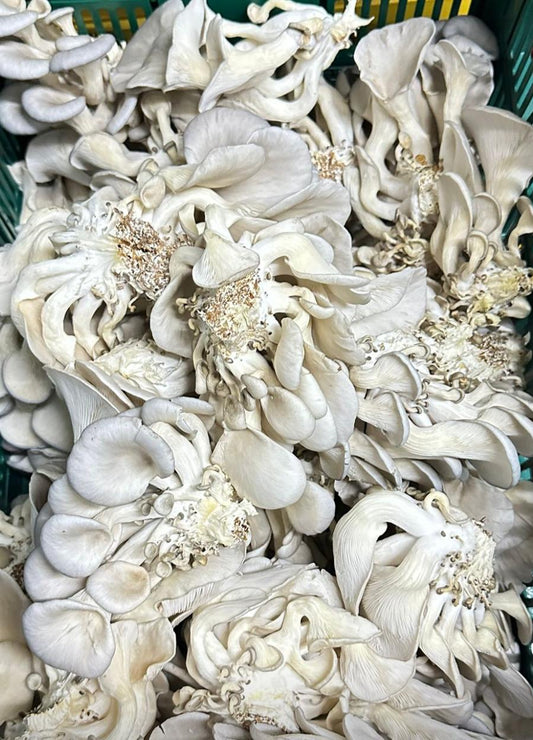 Local Oyster Mushrooms (pesticide-free) (200G) 平菇