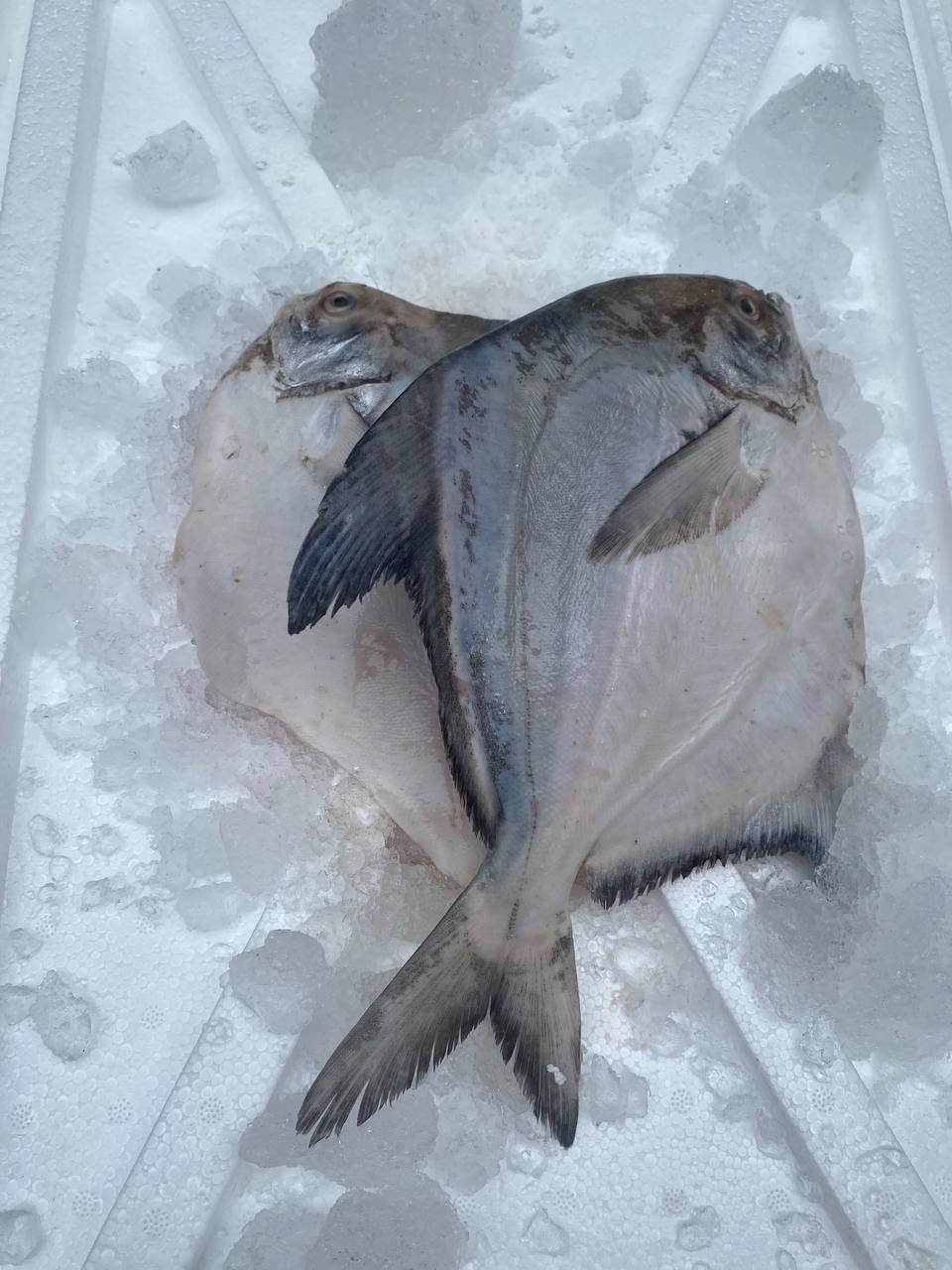 Chinese Pomfret (400-800G) 斗鲳