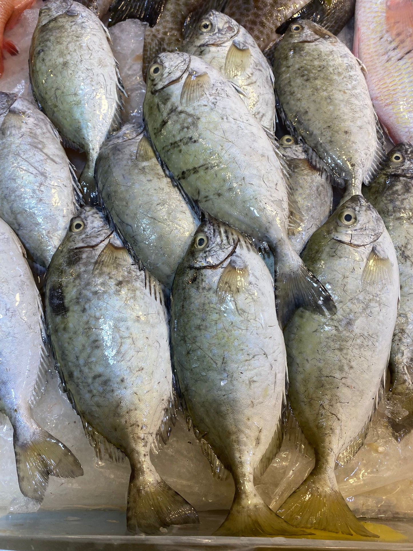 (CNY) Rabbitfish 白肚鱼 (1 KG)