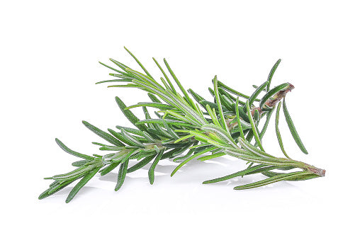 Australian Rosemary 迷迭香 (50G)