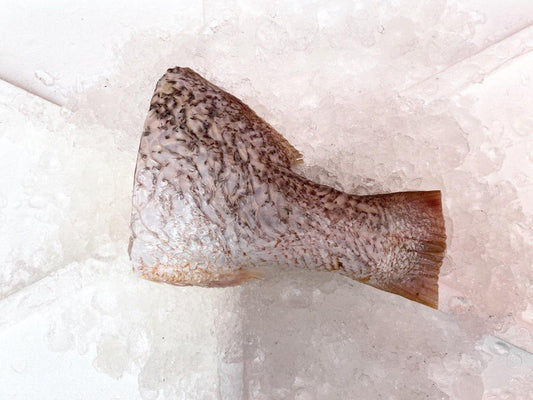 fresh golden snapper fish