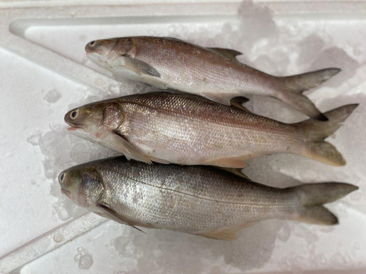 fresh baby threadfin fish