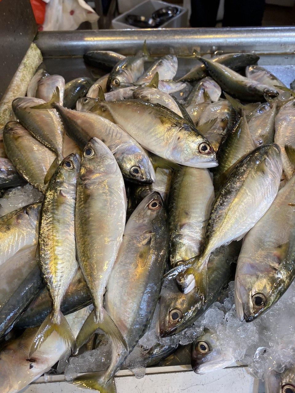 fresh batu fish
