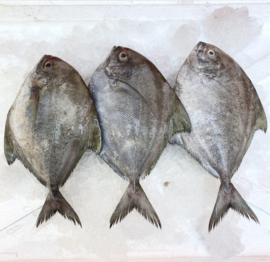 fresh black pomfret fish