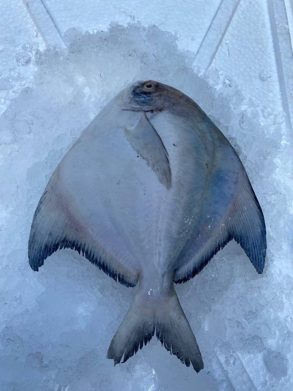 fresh chinese pomfret fish
