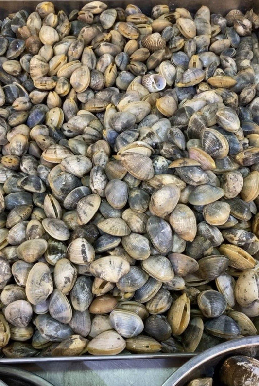 fresh hua la flower clams