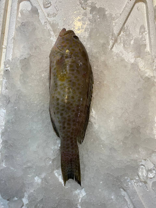 fresh grouper fish