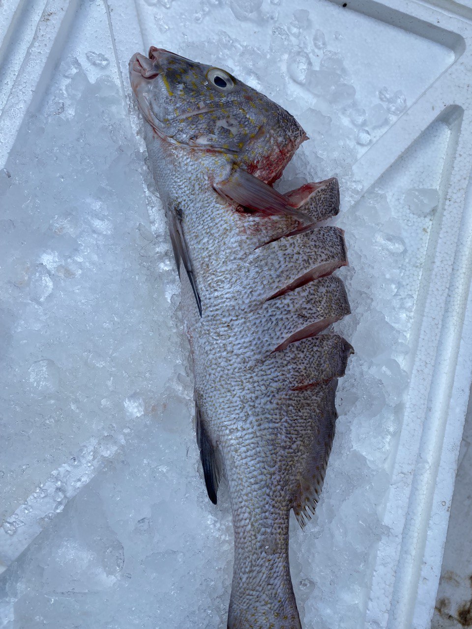 Whole Gaji Fish (~1 KG)