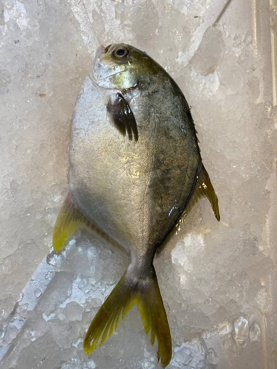 fresh golden pomfret