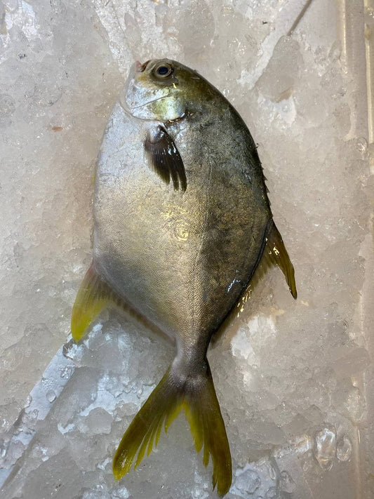 fresh golden pomfret