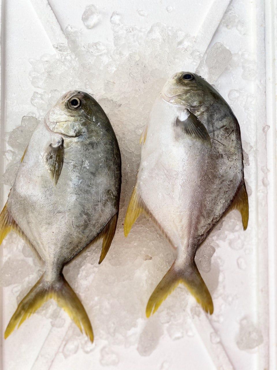 fresh golden pomfret fish