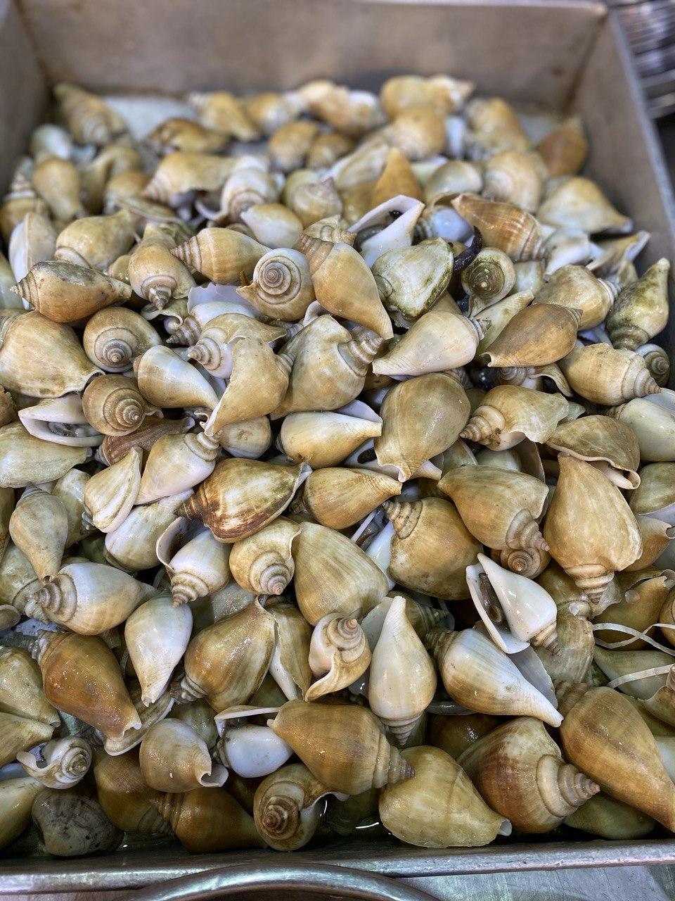 Gong Gong (1 KG)
