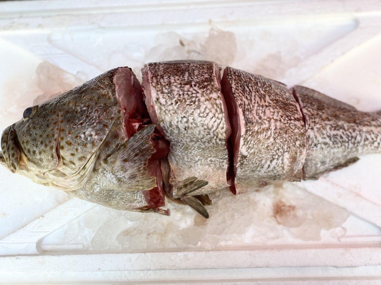 fresh grouper