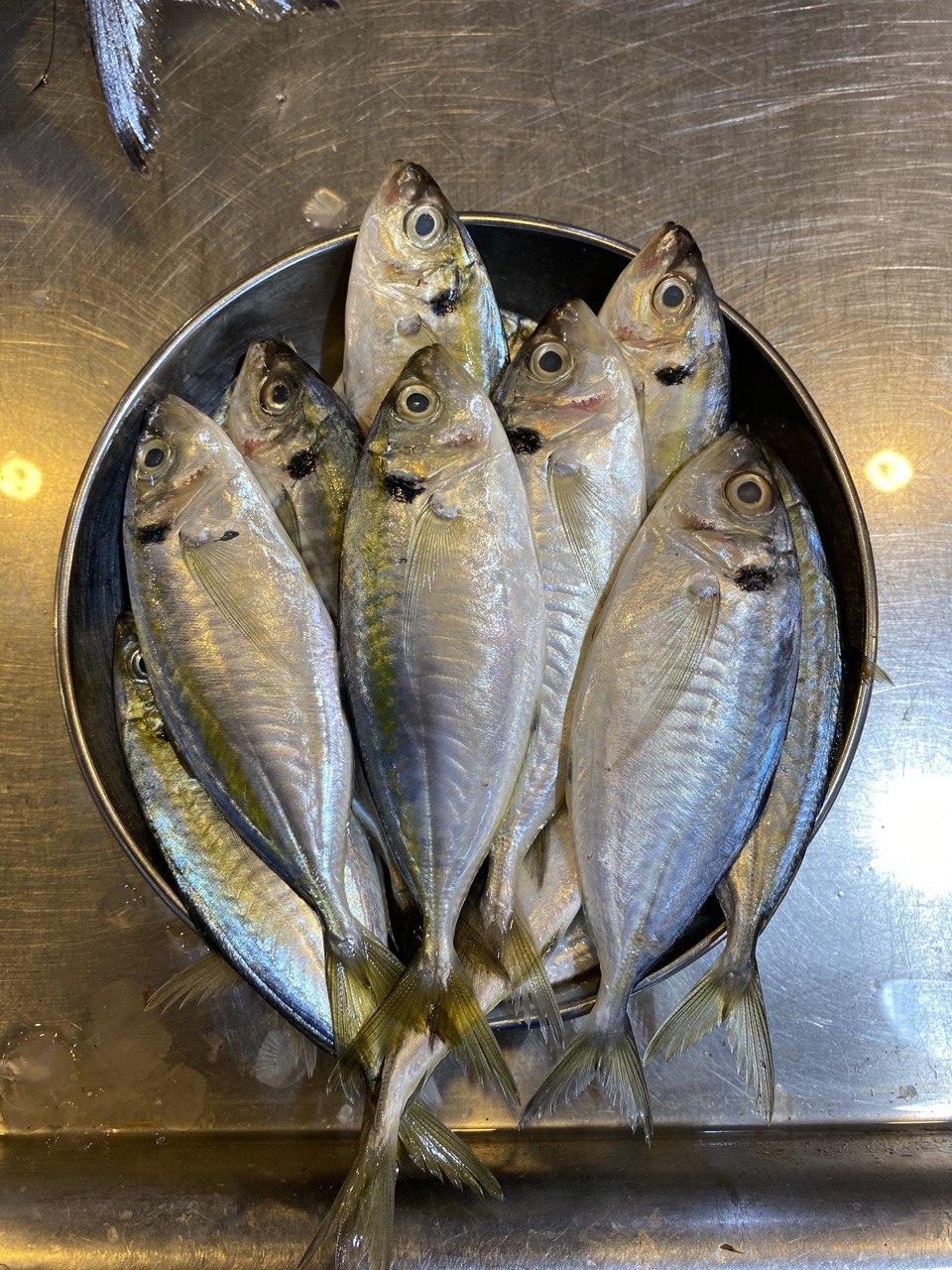 fresh kuning fish