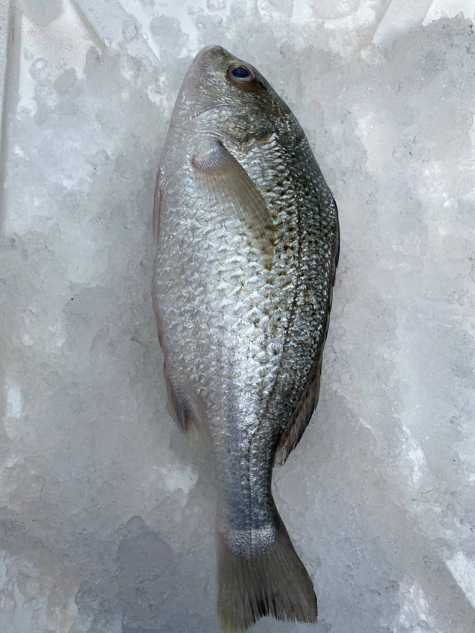 fresh fish