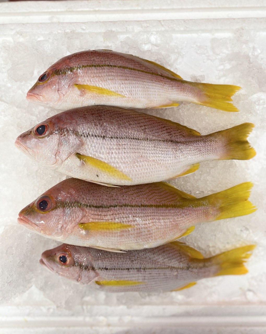 fresh kee fish