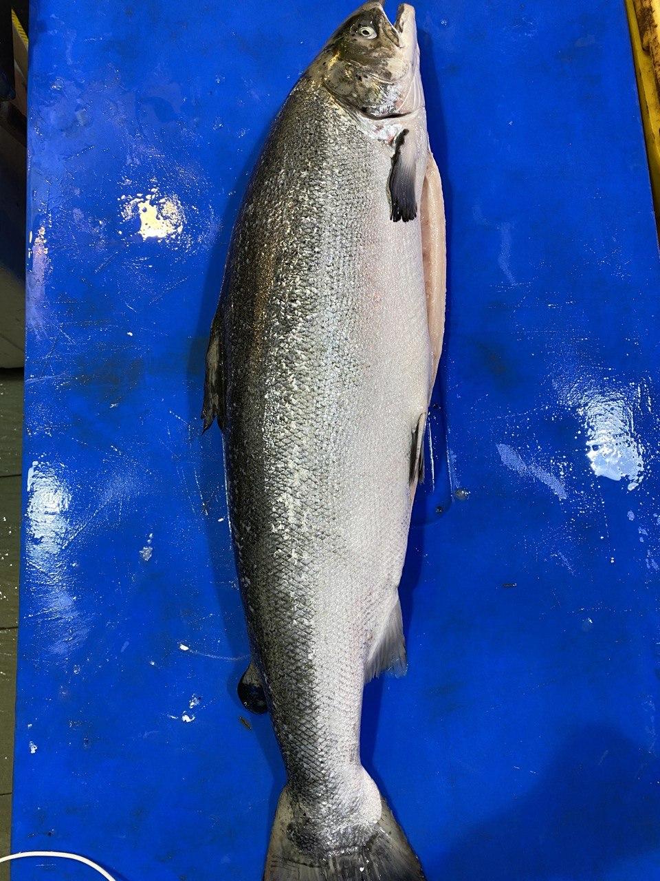 fresh salmon