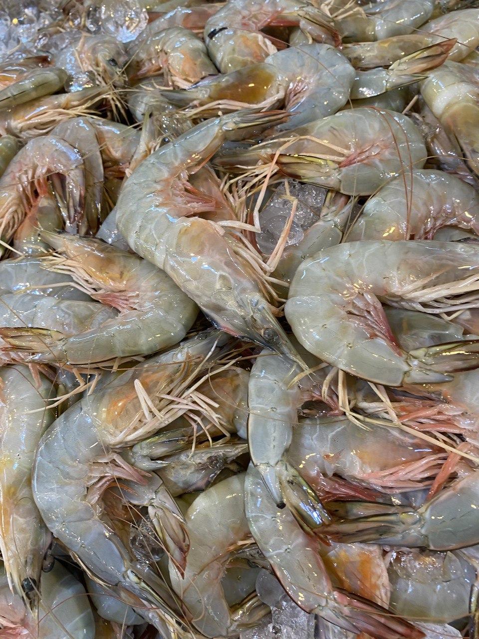 fresh ang kar sea prawn