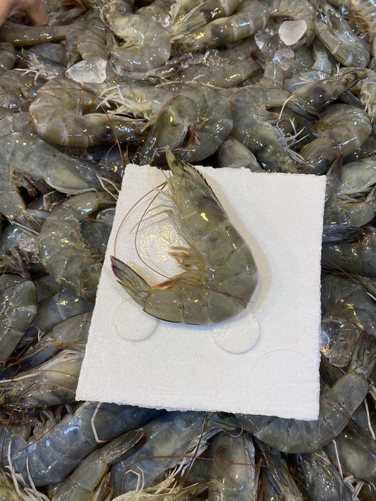 fresh grey vannamei glass prawns