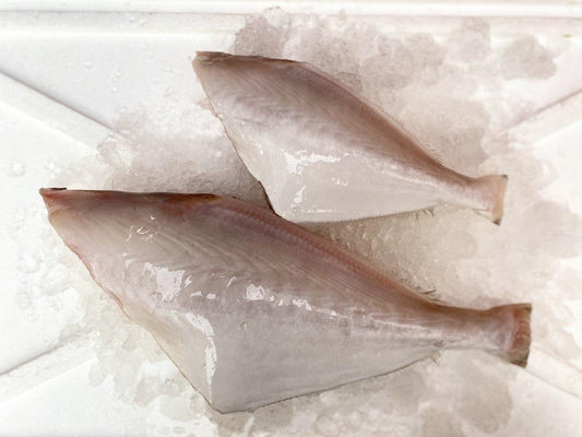 fresh leatherjacket fish