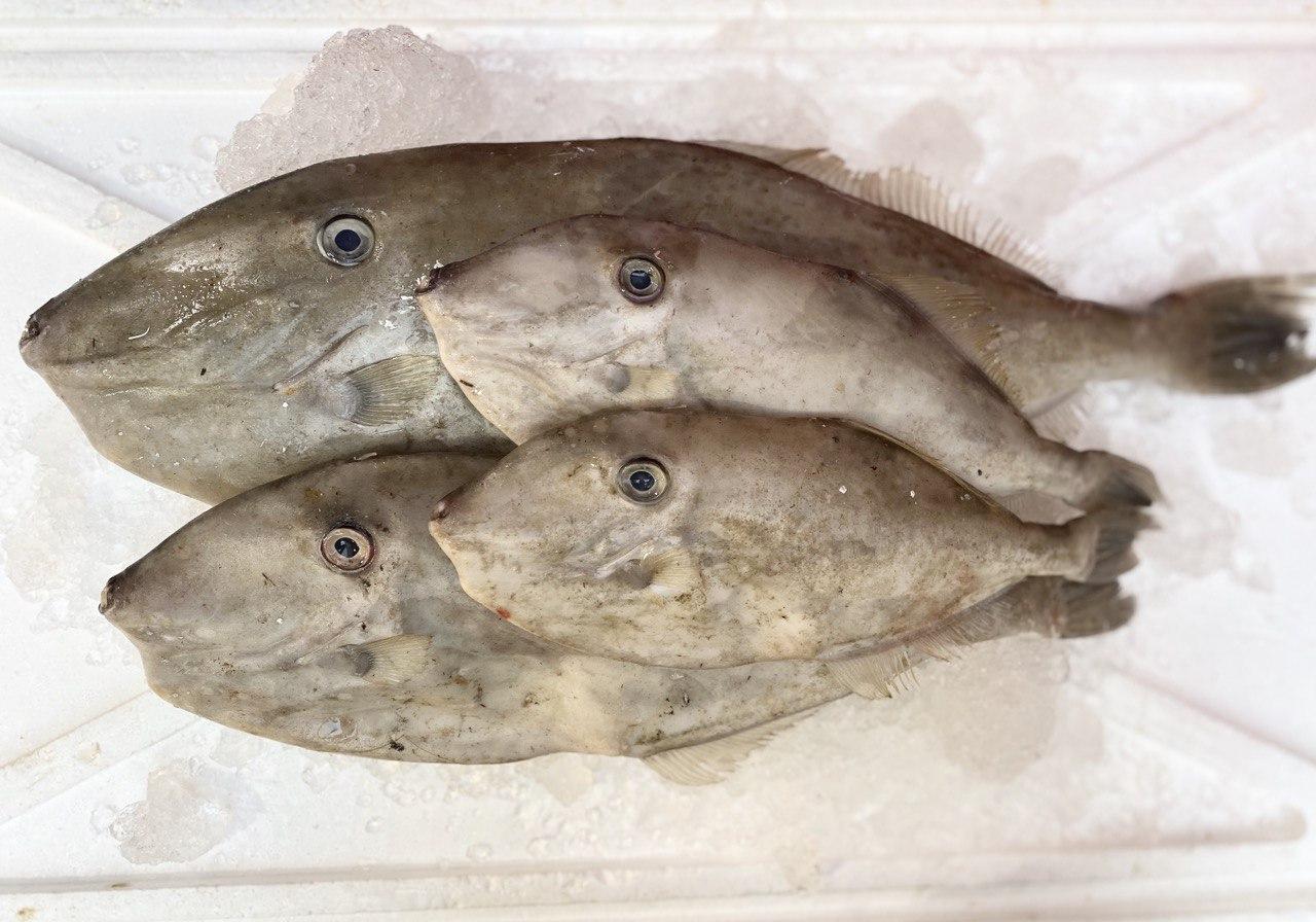 Whole Leatherjacket (~500G) 拔皮鱼