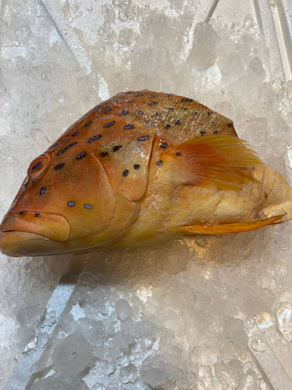 fresh red grouper fish head