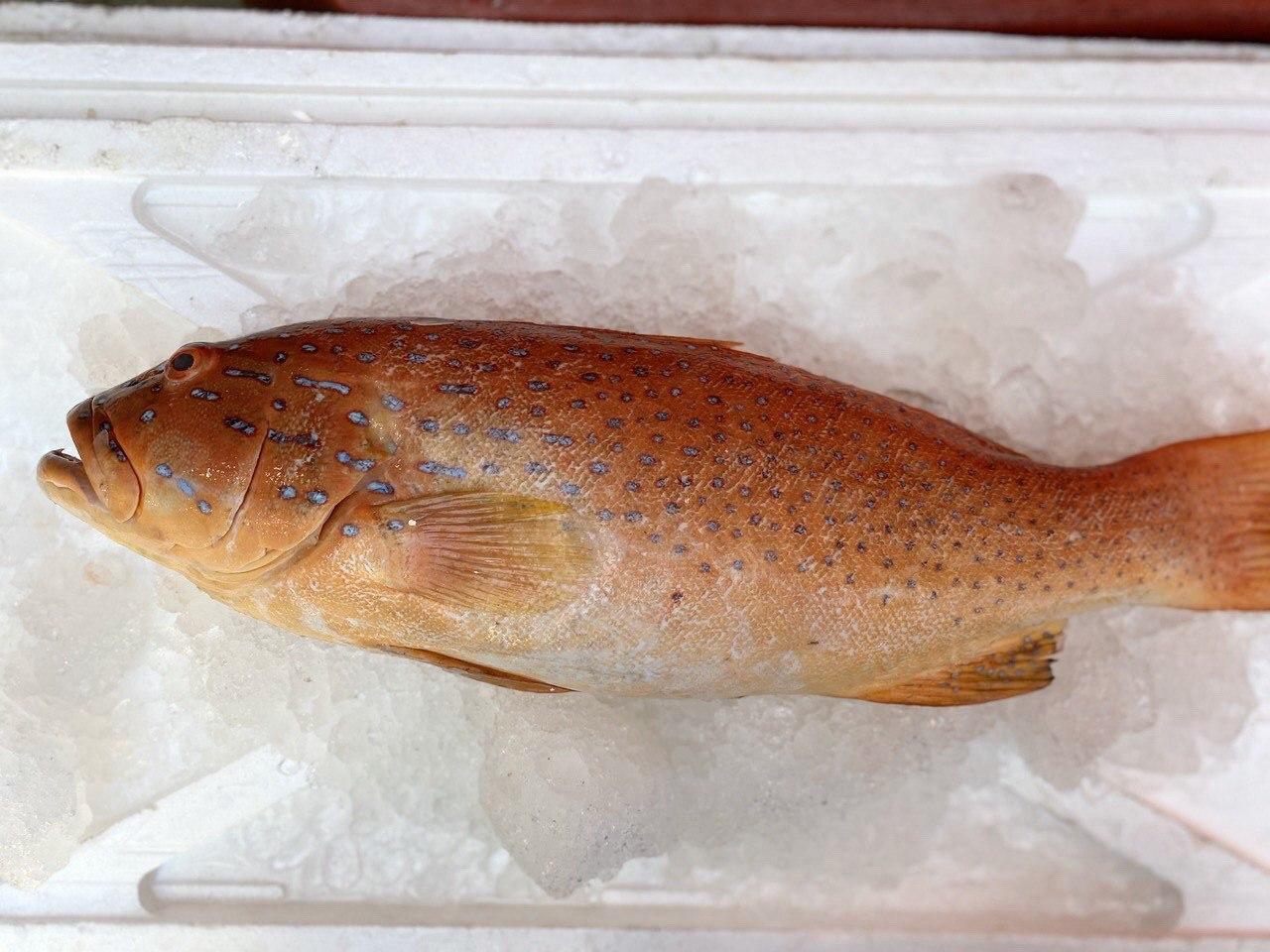 fresh big red grouper / red garoupa fish