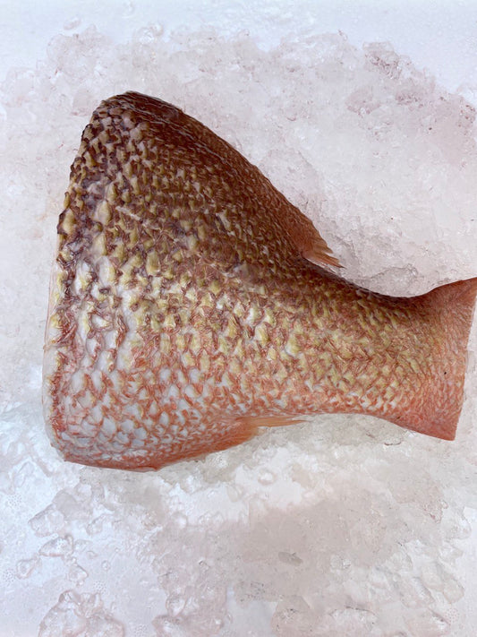 fresh red snapper fish