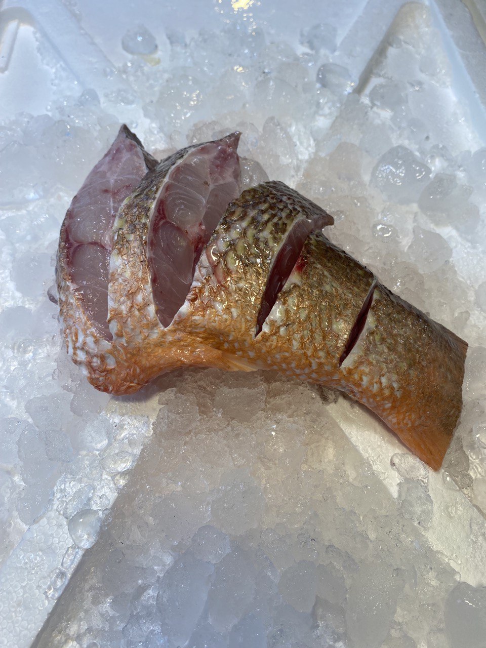fresh red snapper fish