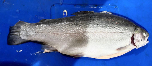 fresh whole norwegian salmon