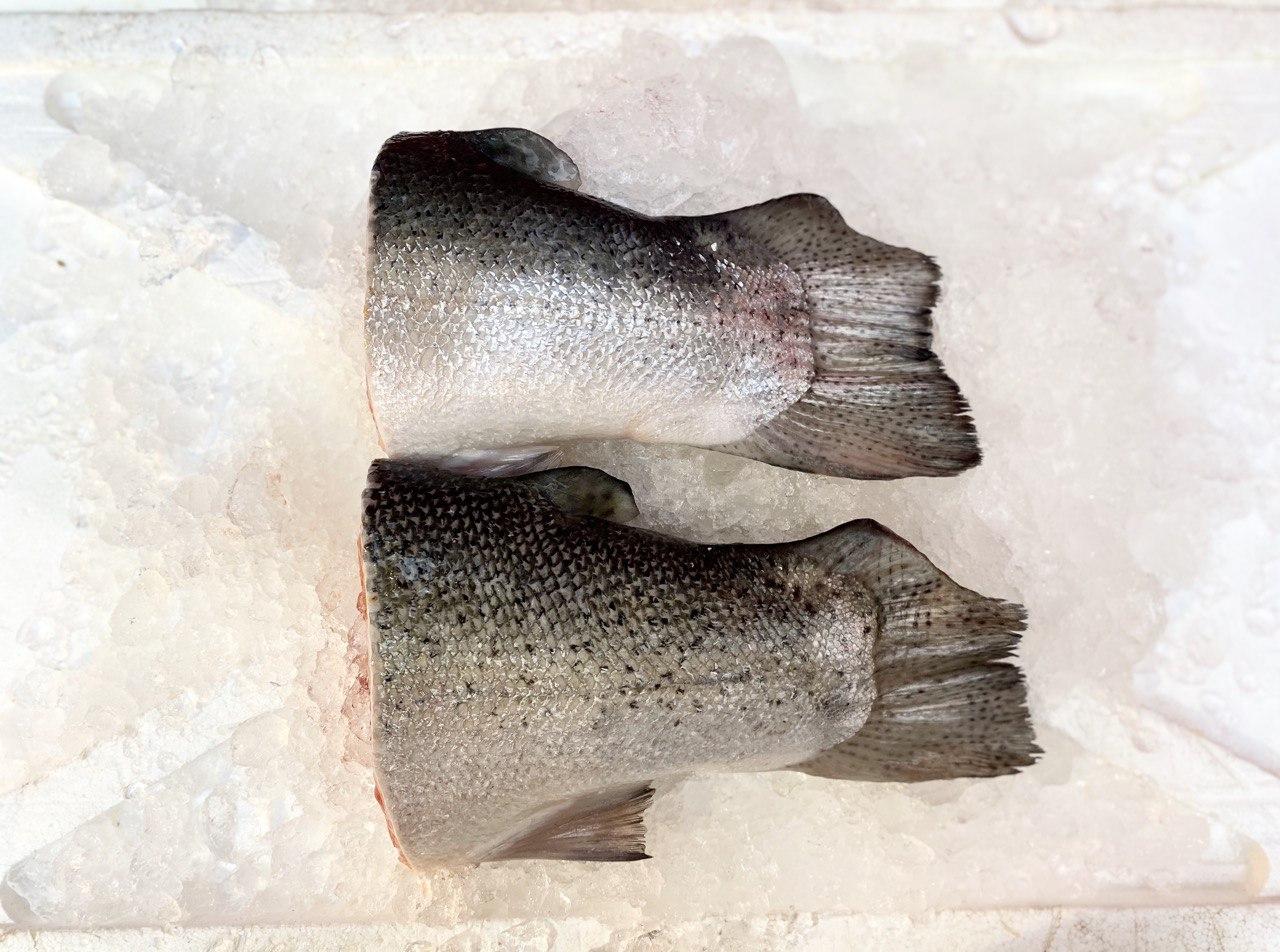 fresh salmon fish