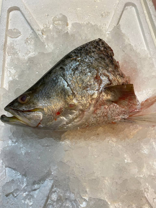 sea bass fish head