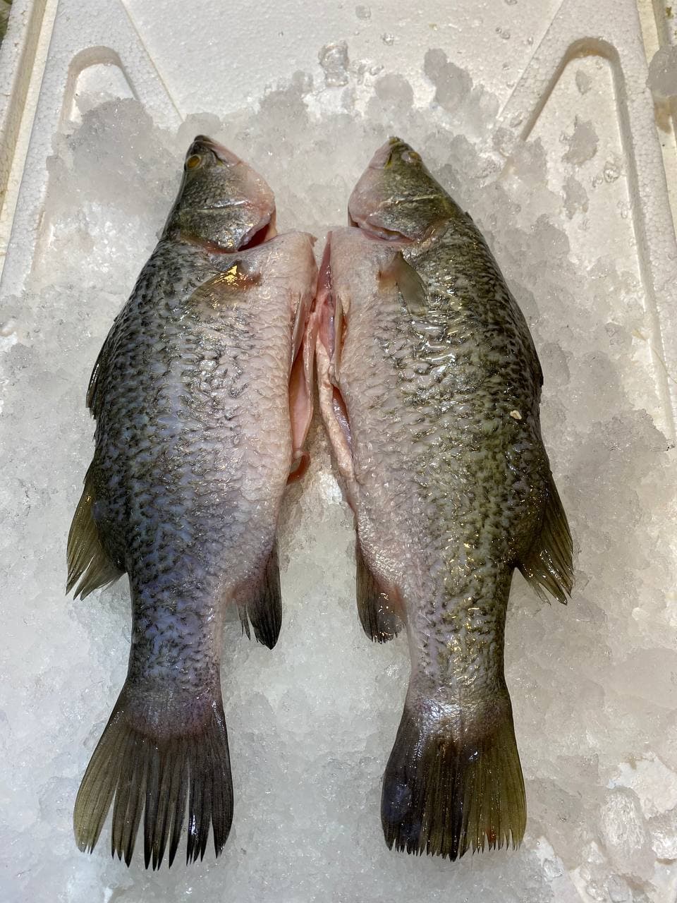fresh barramundi fish