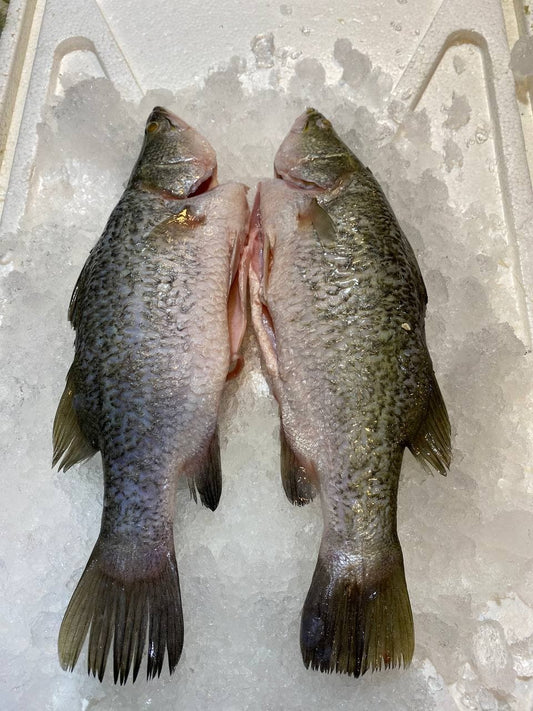 fresh barramundi fish