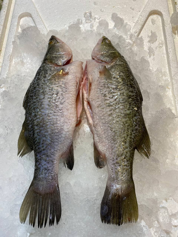 Whole Sea Bass / Barramundi (~450-550G) 鲈鱼