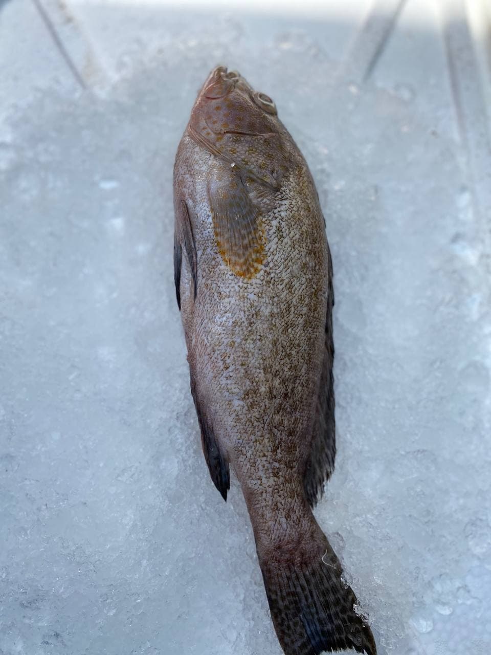 fresh grouper fish