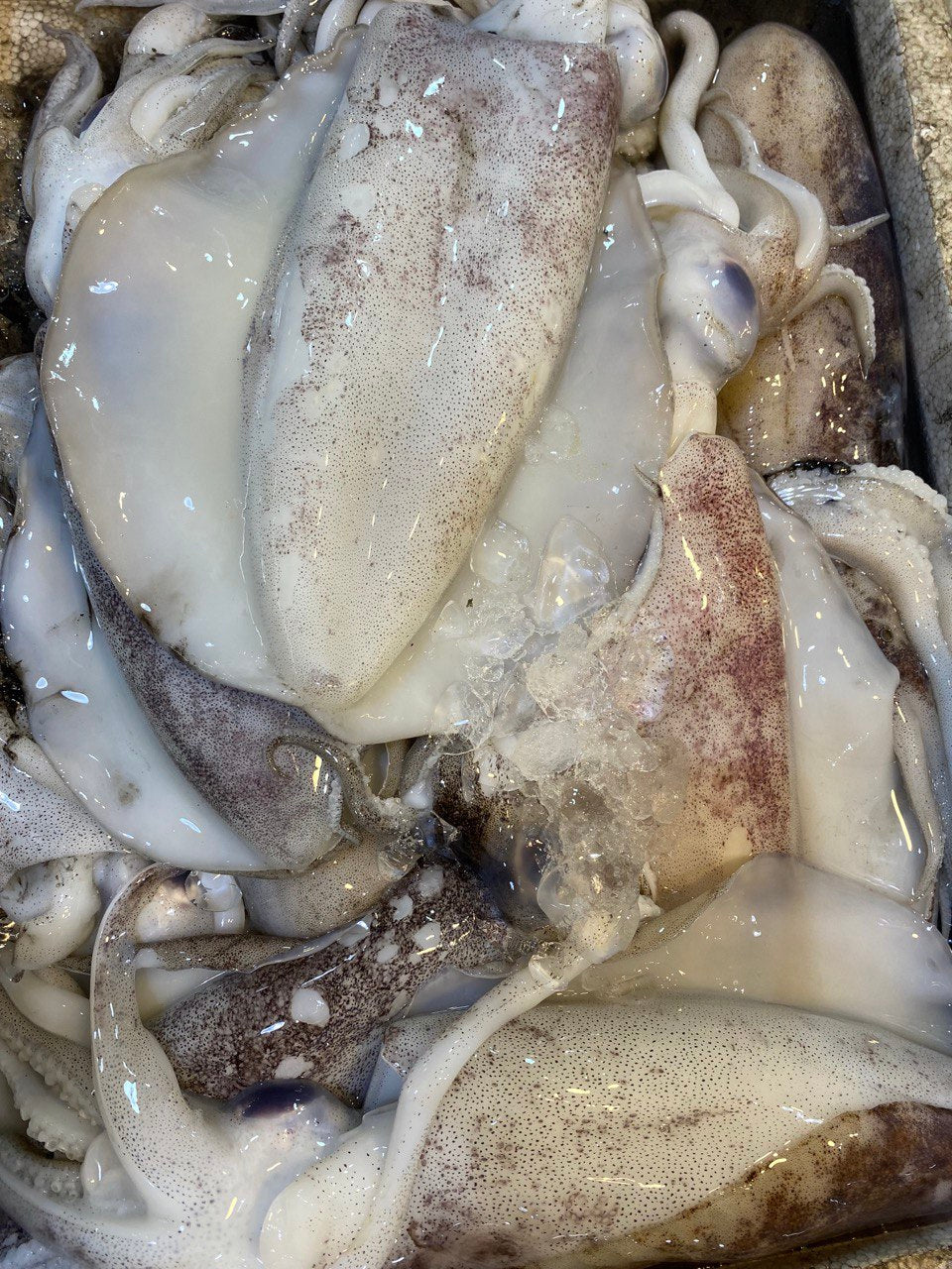 Sotong LaoBei 苏东爸爸 (500g)