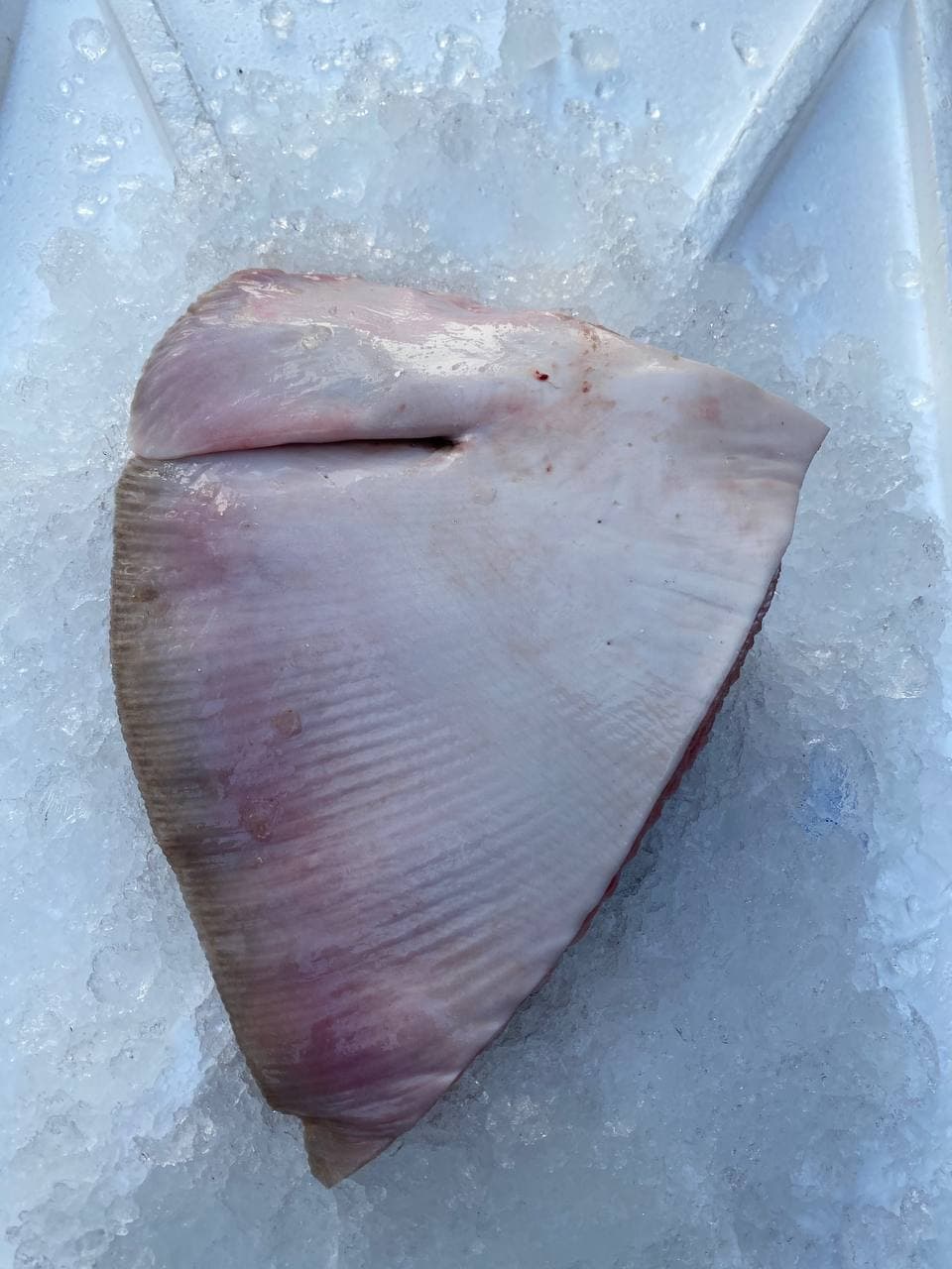 fresh stingray delivery