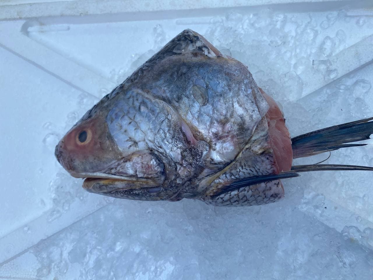 fresh threadfin kurau fish head