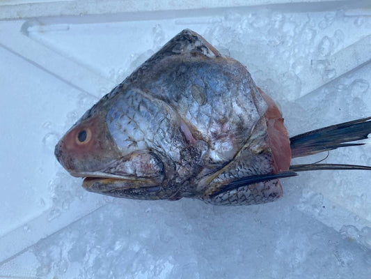 fresh threadfin kurau fish head