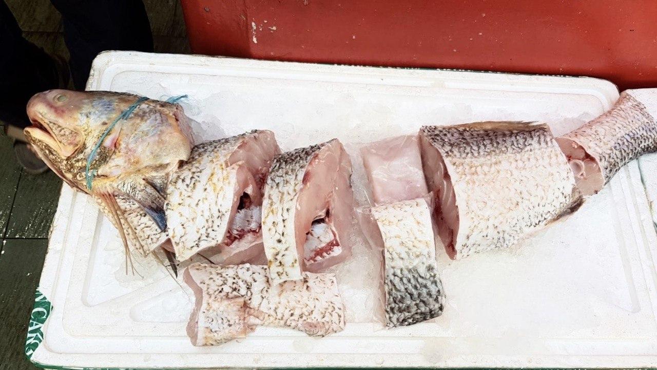 fresh threadfin fish