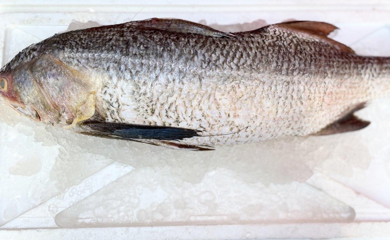 whole threadfin fish