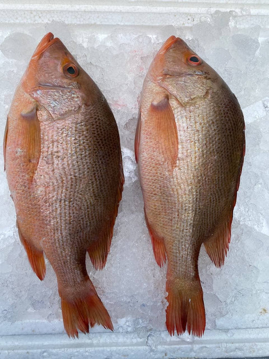 fresh red snapper / ikan merah fish