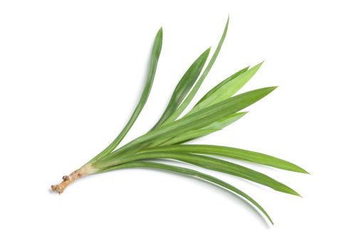 Pandan Leaves 香兰叶 (300G)