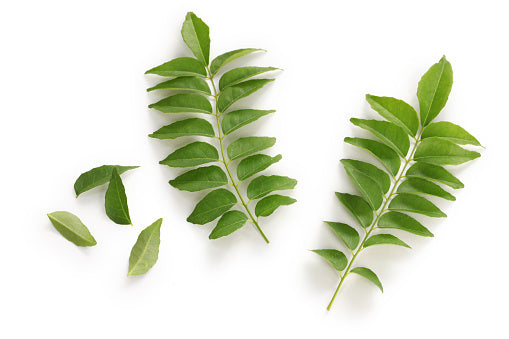 Curry Leaves 咖喱叶 (50G)