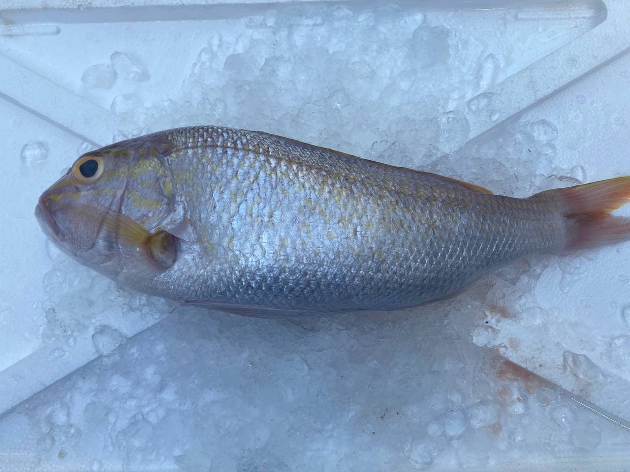 fresh ang go li white snapper fish 