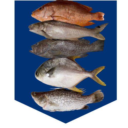 Whole Fish Pack