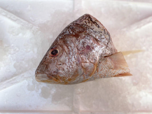 fresh golden snapper ang zhou fish head